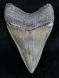 Top Quality Megalodon Tooth - Serrated #11777-1